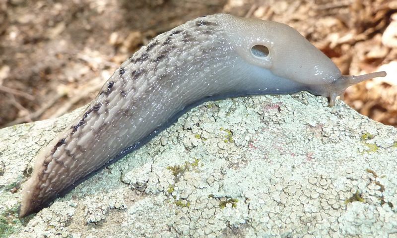 Limax aldrovandi Moquin-Tandon 1855 del Appennino Bolognese